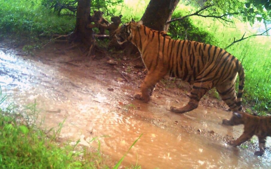 Tigress-Siddhi-with-cubs-Ranthambore