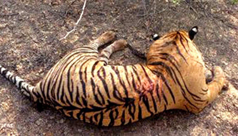 Ranthambore Tiger T 2312 Dead