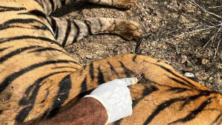Tiger t 2312 Ranthambore