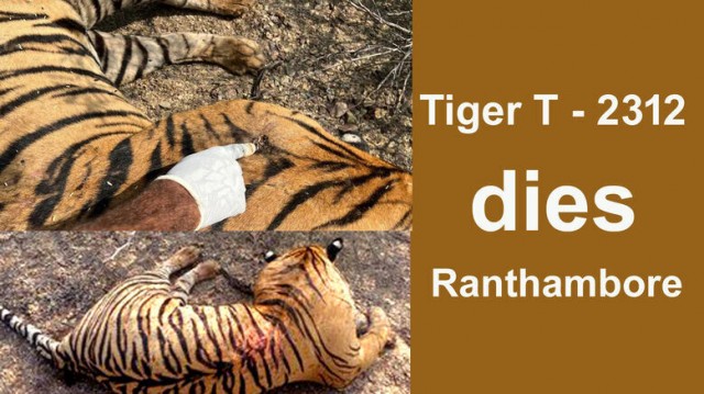 Tiger T 2312 dies in Ranthambore National Park, body found in Goghati