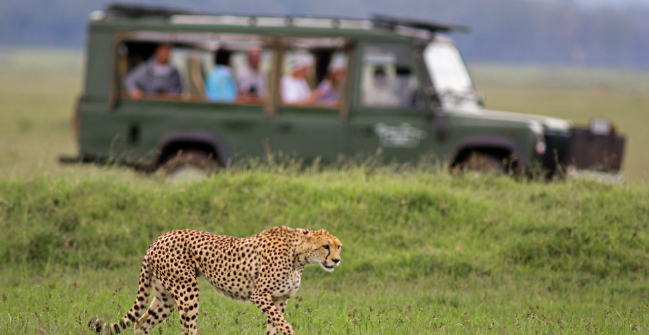 Wildlife Safari in Ranthambore National Park