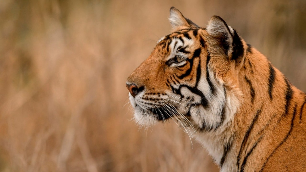 Ranthambore National Park