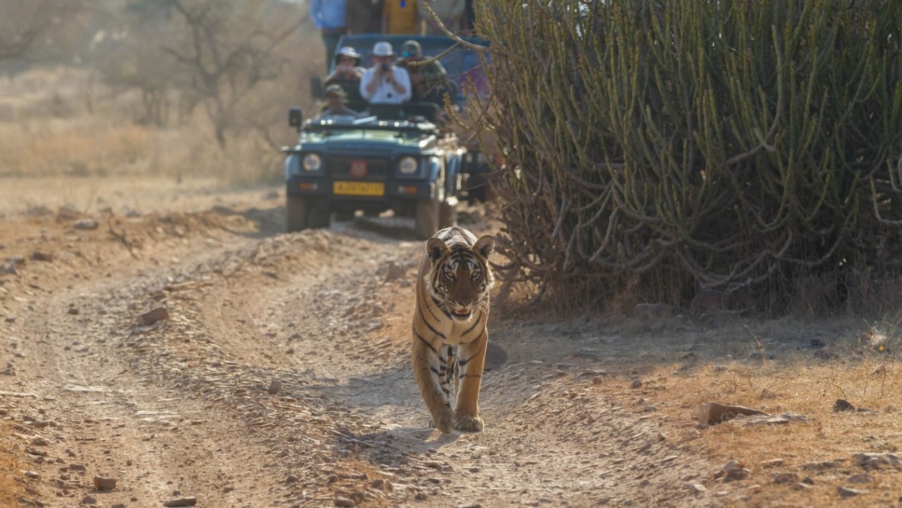 Ranthambore Tour