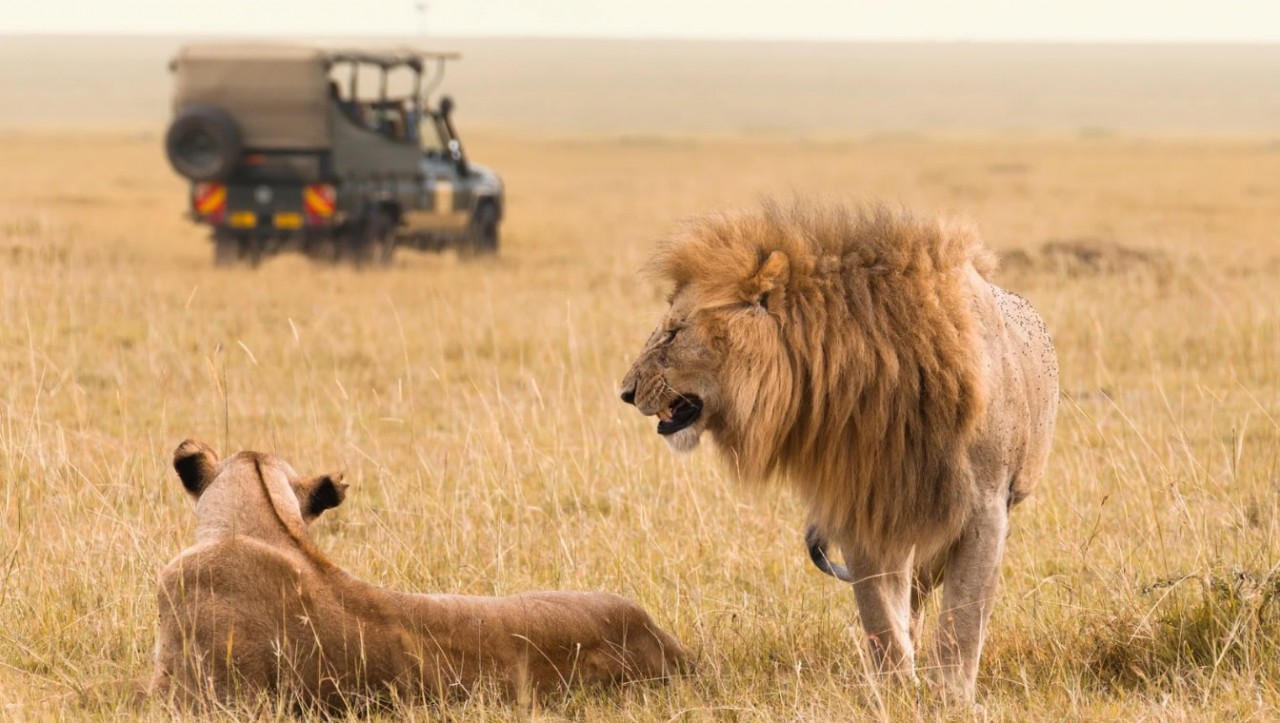 Safari Packages