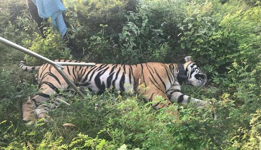 Tiger-T-104-Tranquilize