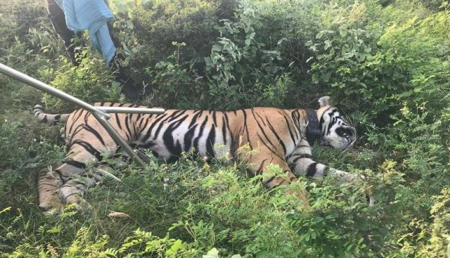 Ranthambore’s killer Tiger T 104 Tranquilize and Captured in Kaila Devi Sanctuary