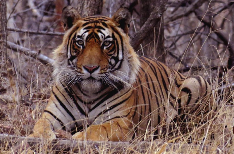 Ranthambore-Tiger-T-86
