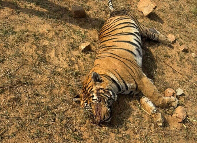 Villagers kill tiger in Ranthambore
