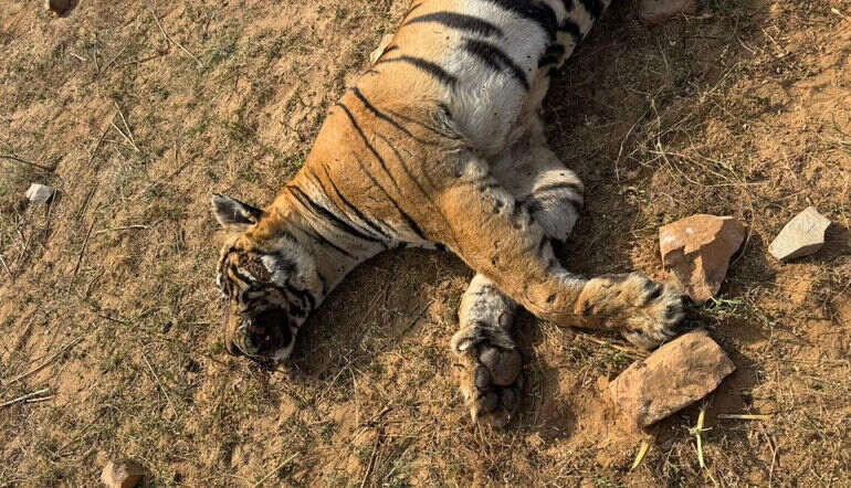 Villagers Kill Tiger After Fatal Attack in Ranthambore