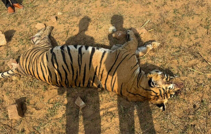Tiger T 86 dead in ranthambore