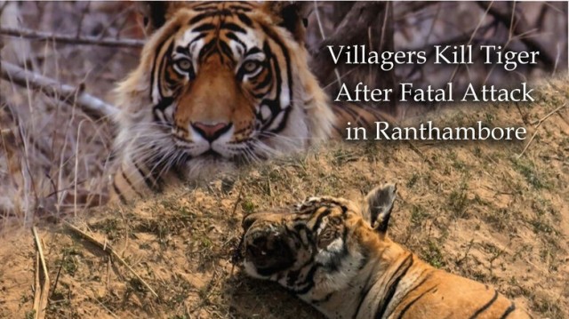 Villagers Kill Tiger After Fatal Attack in Rajasthan's Ranthambore National Park