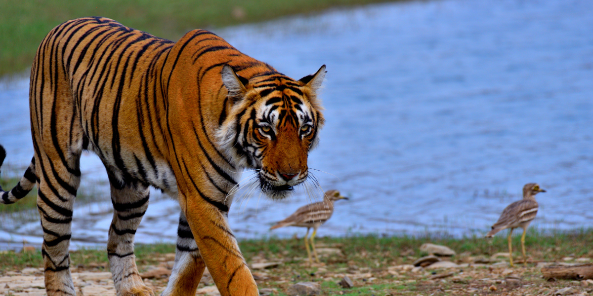 Ranthambore Safari Booking