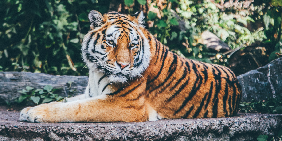 Ranthambore Wildlife Safari Booking