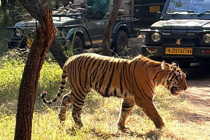 Ranthambore-Wildlife-Sanctuary