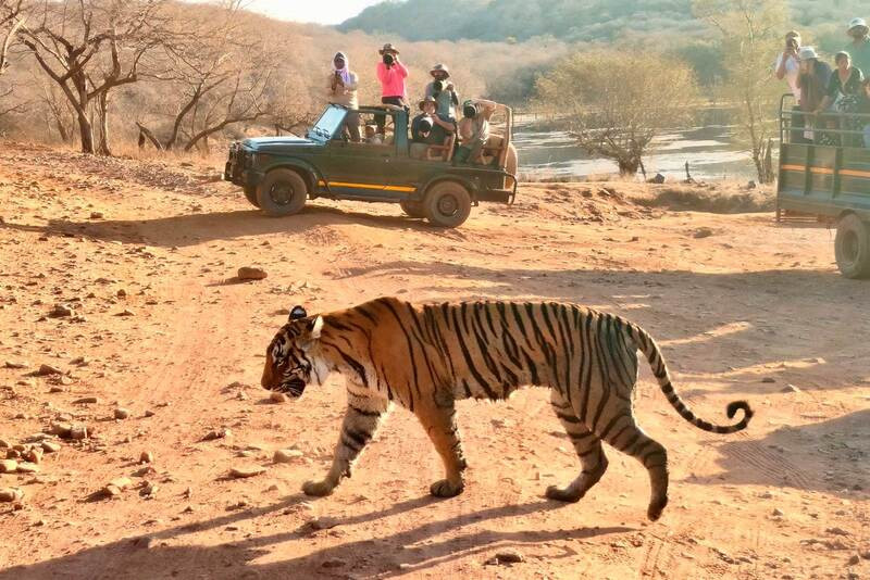Best-Time-to-Visit-in-Ranthambore