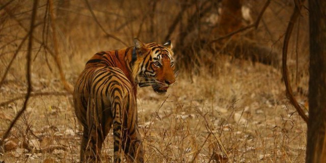Straying from Ranthambore, Tiger 104 Made a Third Killing in Karauli District.