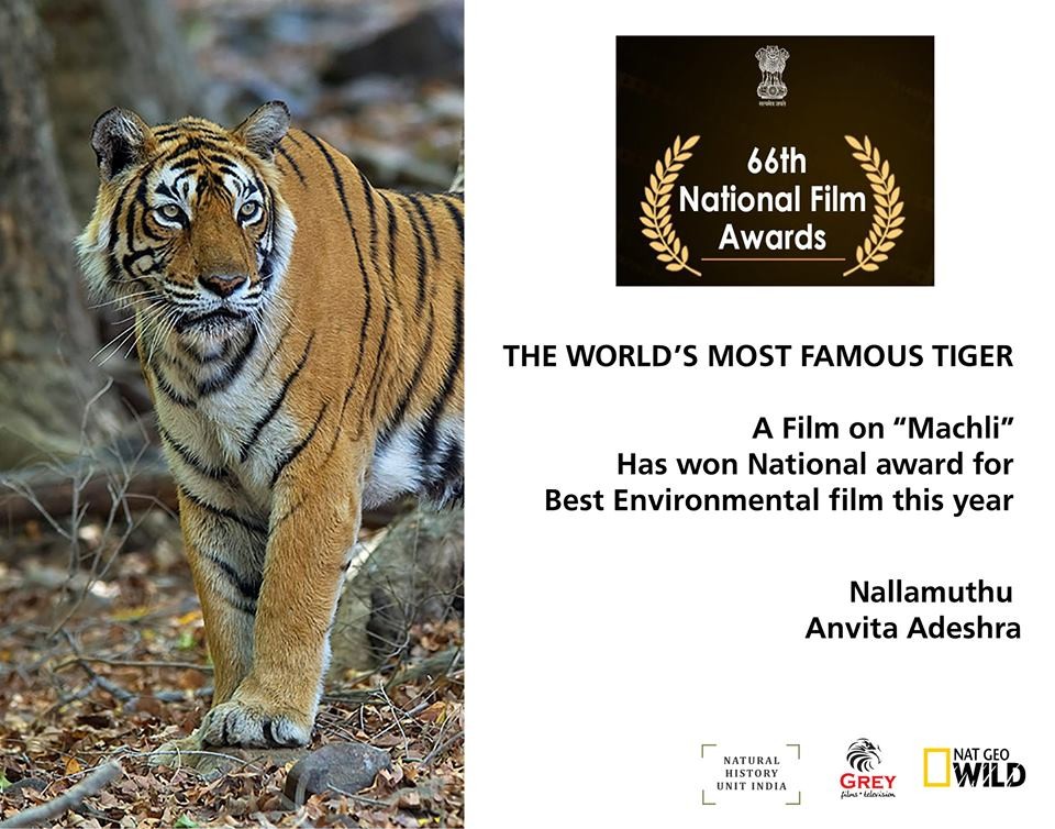 The-World-Most-Famous-Tigress-Machli-Won-the-Best-Environmental-Film-Award