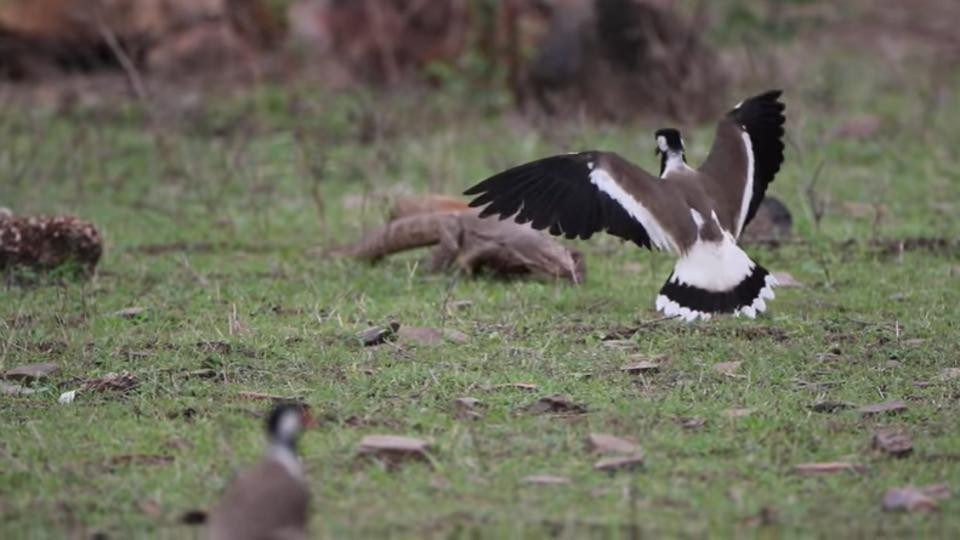 Ranthambore-wildlife-Photos