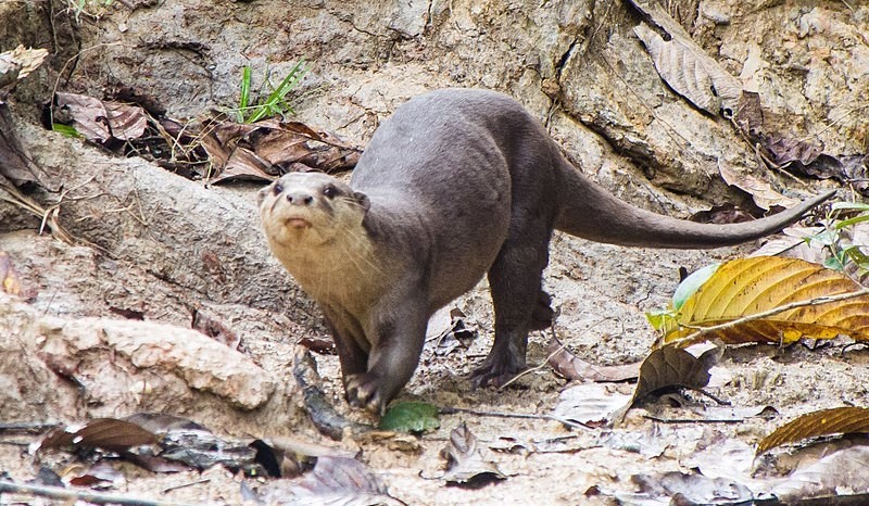 otter-in-Ranthambore