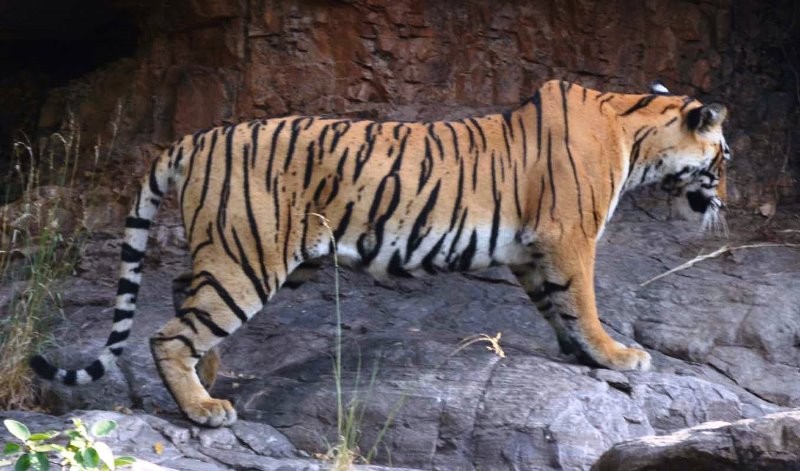 ranthambore-tigress-t-73