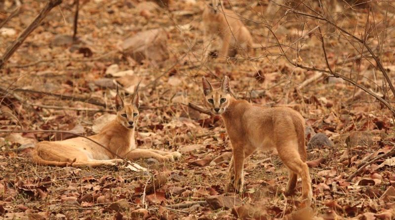 A-pair-of-Caracal-Cat-Ranthambore