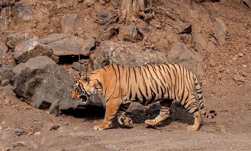 Tiger-T-98-Ranthmbore