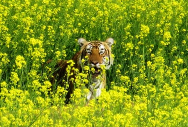 The Identity of the Tiger that Killed the Woman in Ranthambore