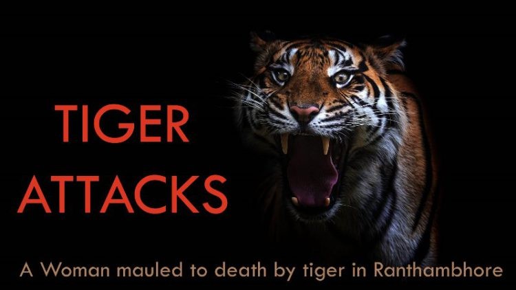 Tiger-Attack-in-Ranthambore