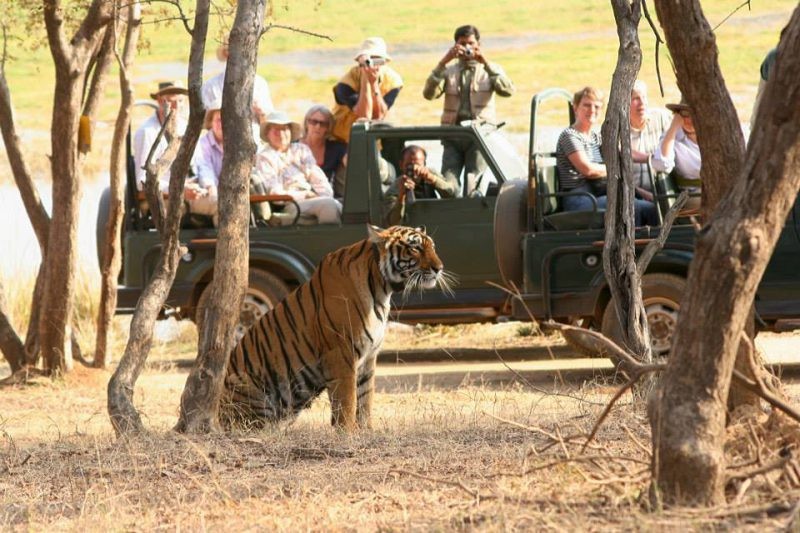 online-safari-booking-ranthambore