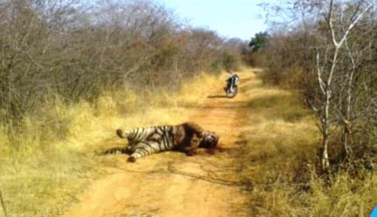 Pacman-Tiger-T-85-Ranthambore-e154902091497_20200518-124702_1