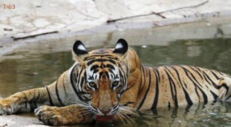 Tiger T 63 Rantambore 