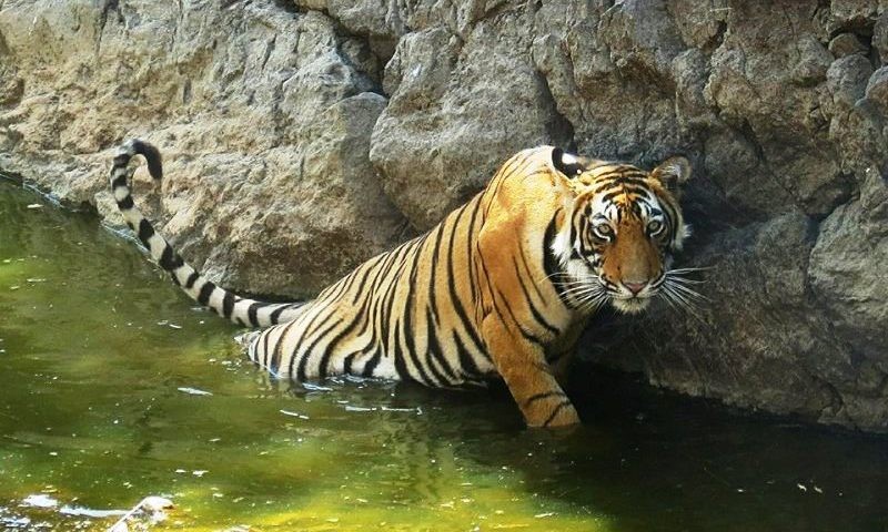 The-reason-for-going-to-jungle-safari-in-Ranthambore
