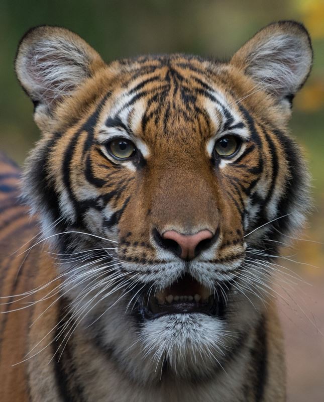 nadia-tiger-800