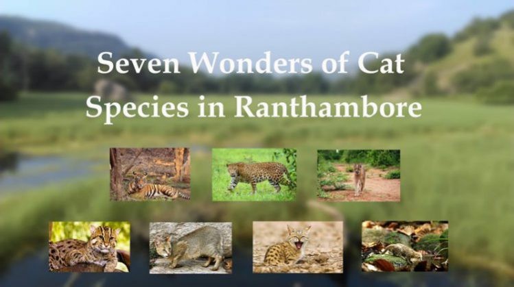 Seven-Wonders-of-Cat-Species-in-Ranthambore