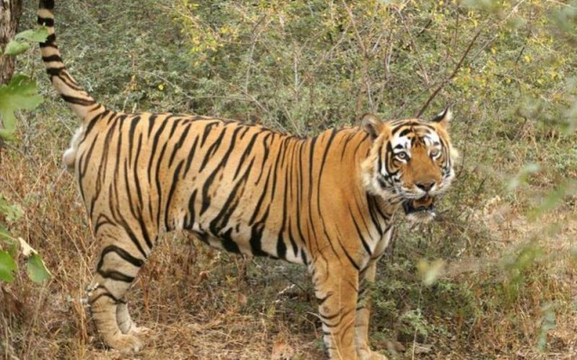 Preserve National Parks and Save Wild Animals, Jaipur people insist on this incident