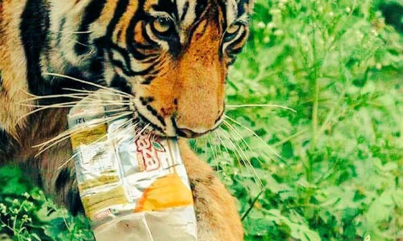 plastic-ban-in-ranthambore