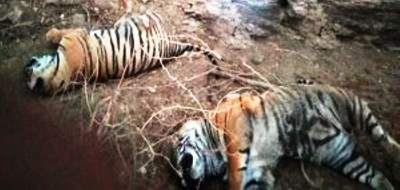 tiger-death