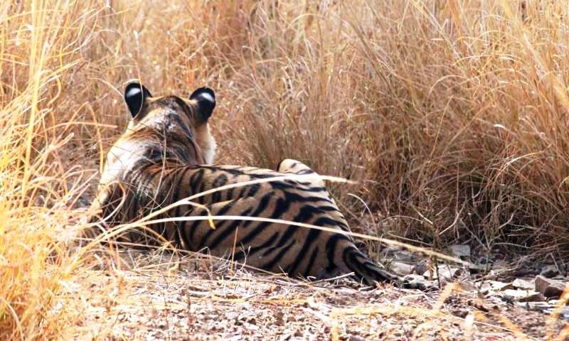 Tiger-T-77-Ranthambore