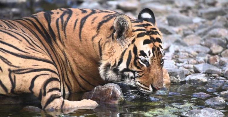 Tiger-T-64-Ranthambore