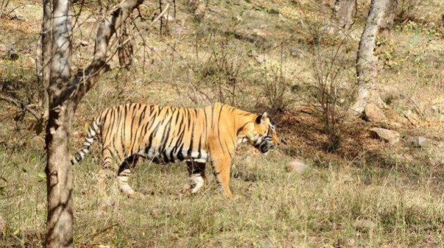 High-tech anti-poaching system in five reserves including Ranthambore