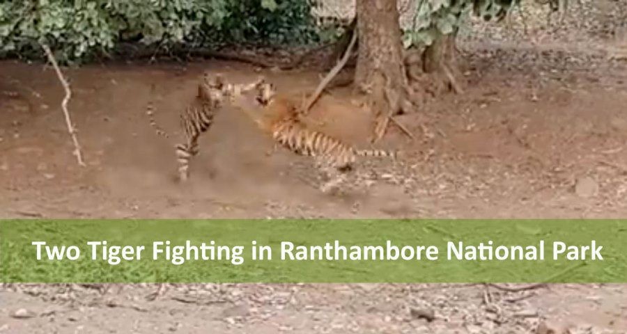 tiger-fight-in-ranthambore-national-park