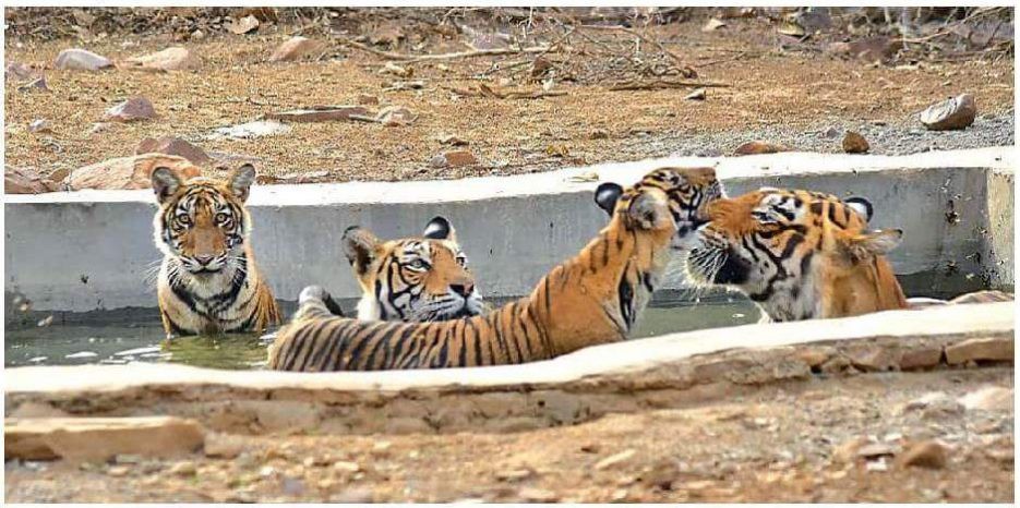Two-new-cubs-were-seen-with-parents-in-the-water-pool-at-Ranthambore-on-the-summer-day-e1533227654433