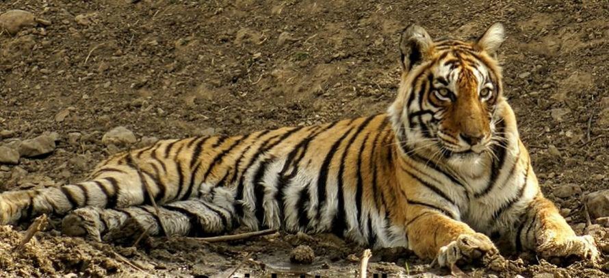 ranthambore-weekend-package