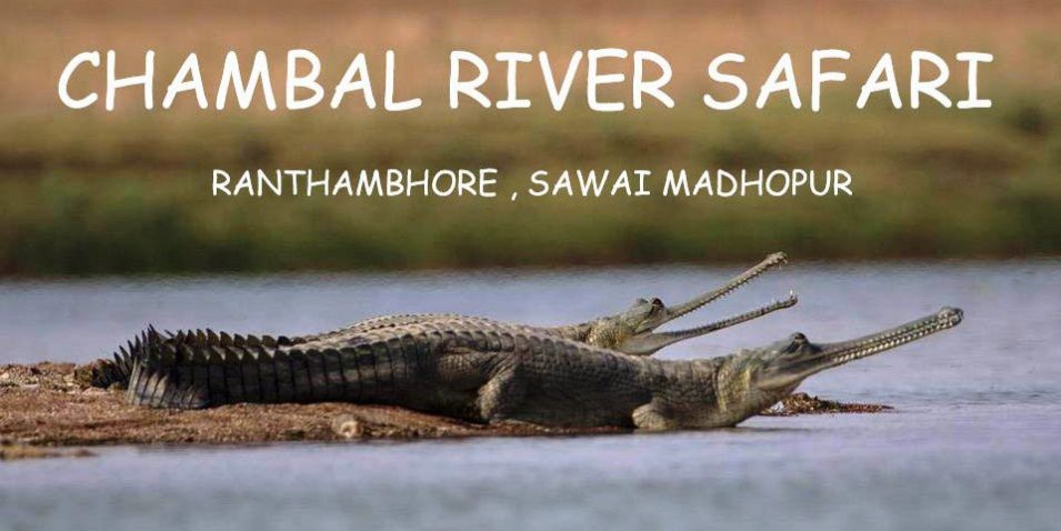 Chambal-River-safari-Ranthambore