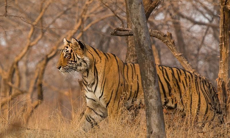 Tigress T 83 Lightning Ranthambore 
