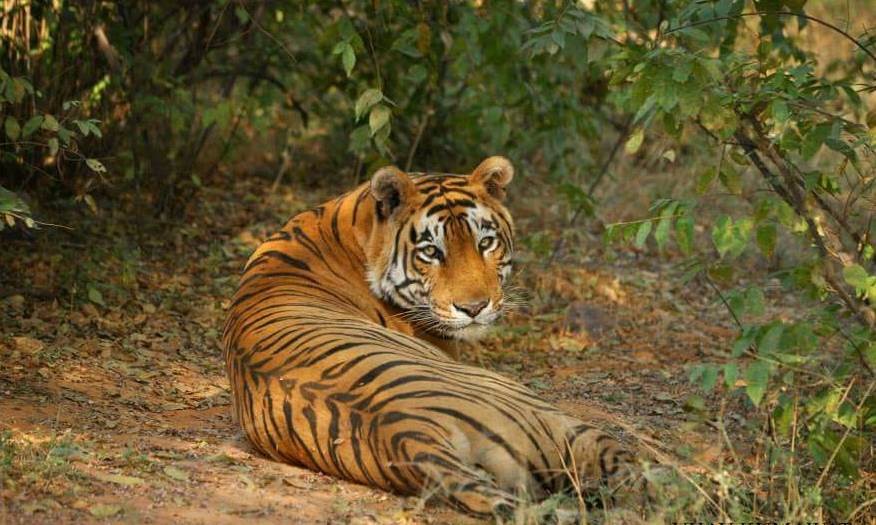 Star male tiger t 28 ranthambore 