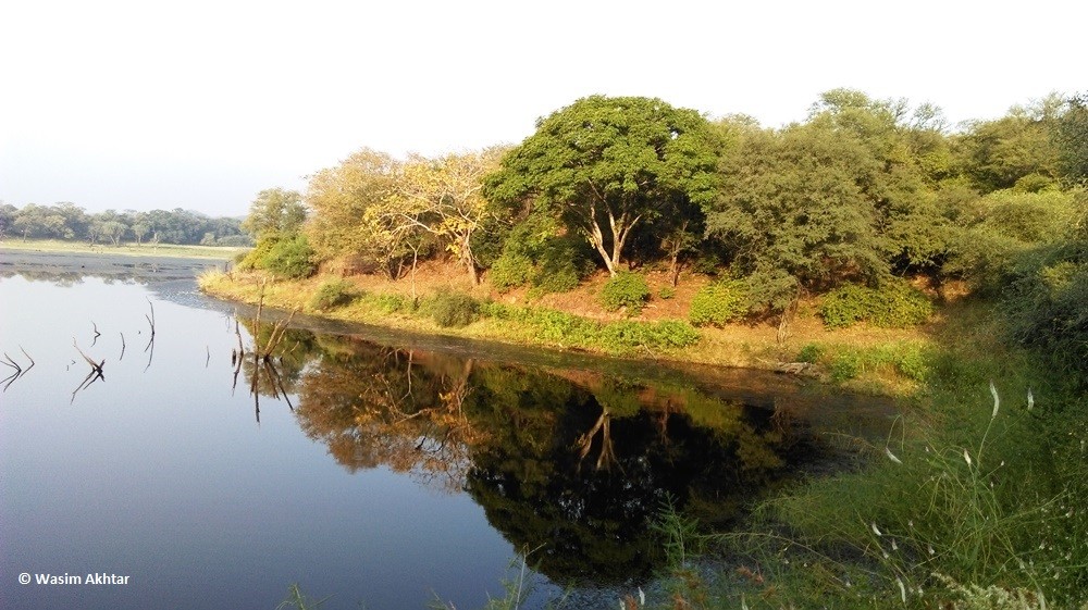 Ranthambore lake 