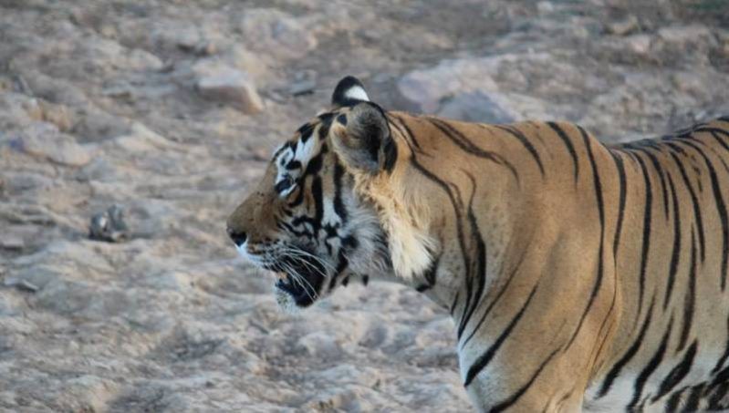 tigress-T-84