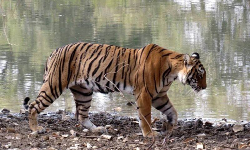 tiger-census-ranthambore