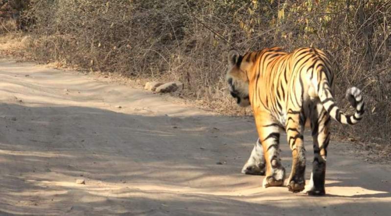 tiger-footprint-in-Ranthambore